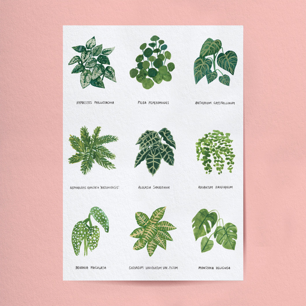 HOUSE PLANTS